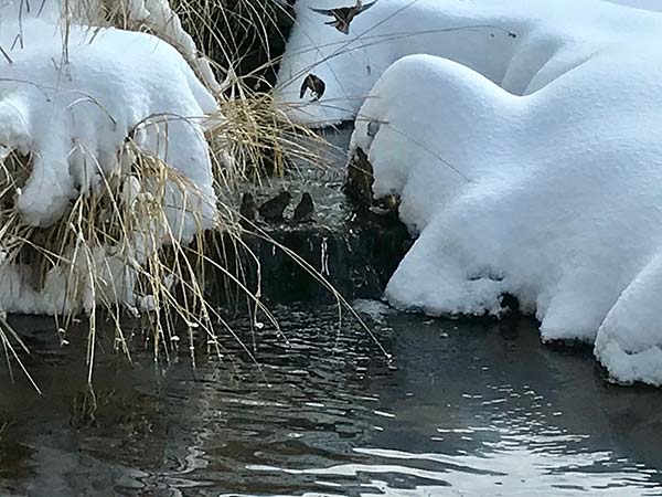 pond with snow and birds