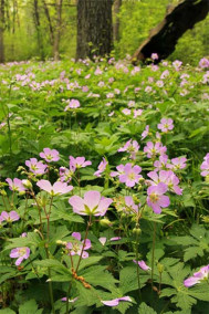 Crane's Bill