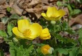 Wood Poppy