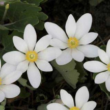 Bloodroot