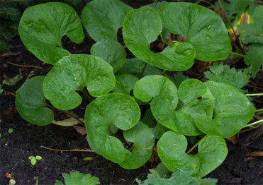 Canadian Wild Ginger