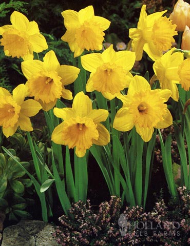 daffodils