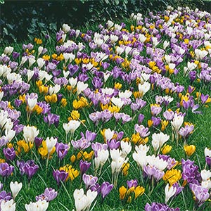 crocuses