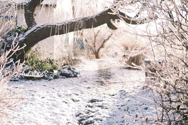 snow covered tree