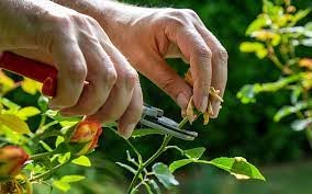 pruning plants