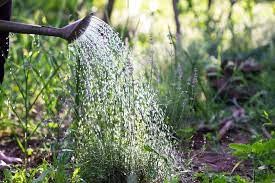 watering plants