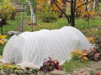 covered plants