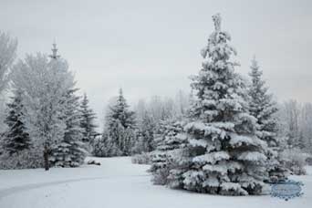 snow covered trees