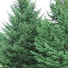 Black Hills Spruce