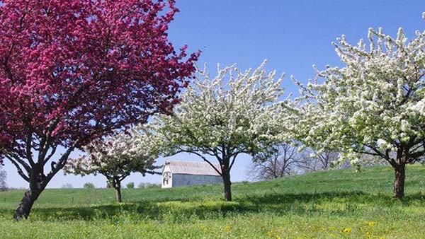 trees in blossom