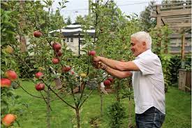 man picking apples